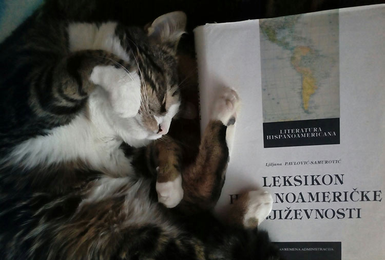 Ljubavni slučaj mačka joje knjiga svimsa