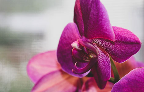 pomama za orhidejama kako je nastao roman kradljivac orhideja  laguna knjige