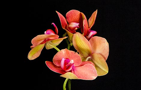 šta nas orhideje uče o zavođenju laguna knjige